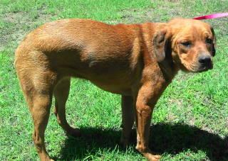 Truffles, a Adoptable mixed breed in Frankston, TX image 3/6