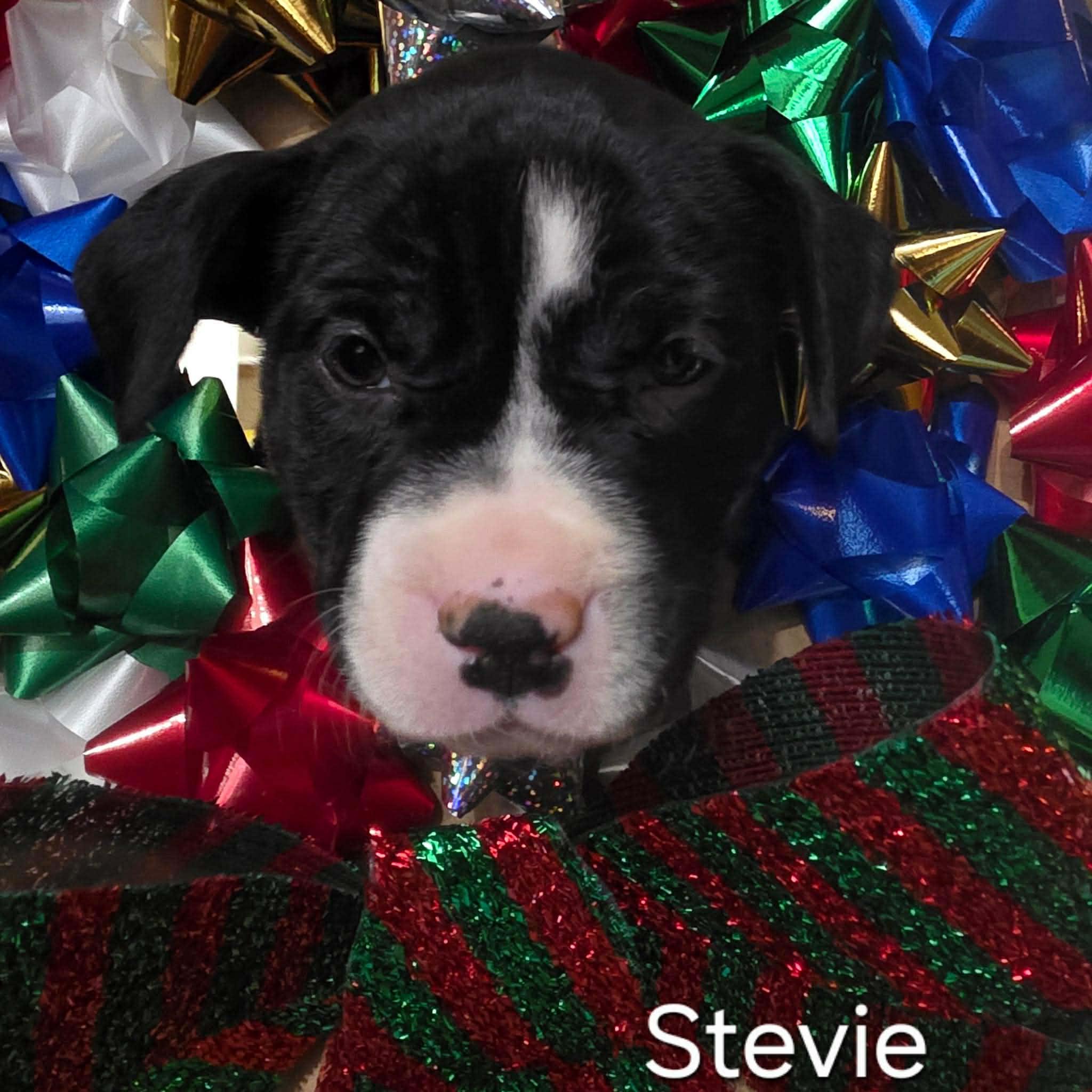 Enlarge Stevie, a Adopted mixed breed in Lincoln Park, NJ image 1/1