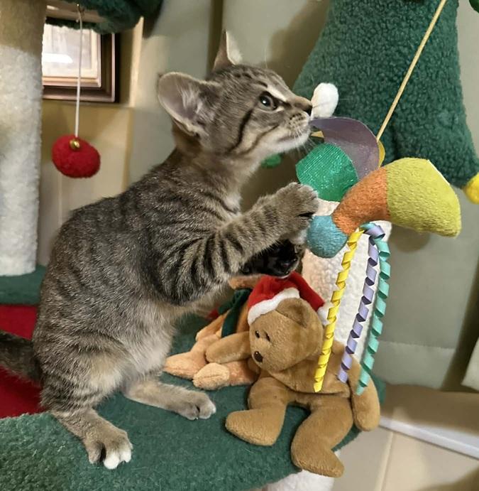 Enlarge Hannah, a ADOPTABLE Tabby in Waxahachie, TX image 2/2