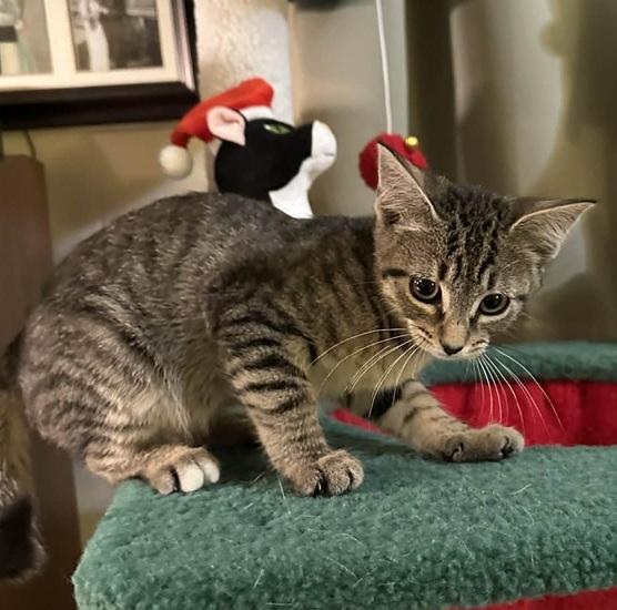 Enlarge Hannah, a ADOPTABLE Tabby in Waxahachie, TX image 1/2