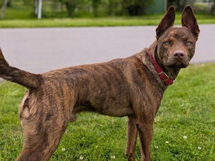 Bronze, Adoptable, Adult Male Australian Kelpie & Mixed Breed.