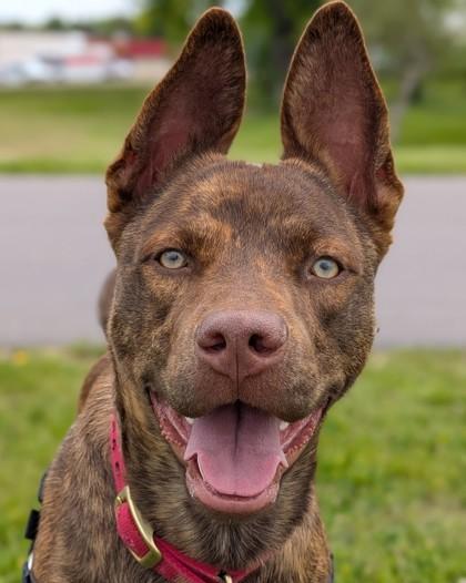 Bronze, a Adoptable mixed breed in Baraboo, WI image 2/3