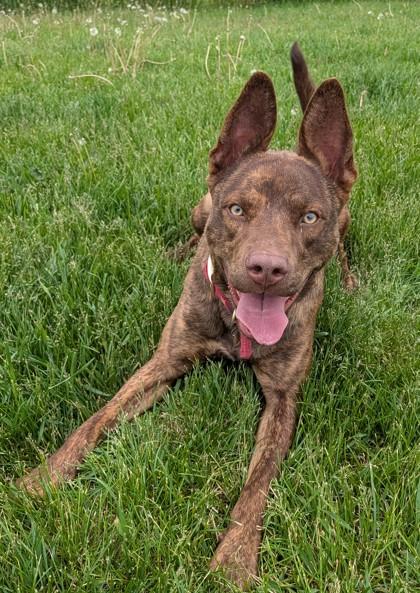 Bronze, a Adoptable mixed breed in Baraboo, WI image 3/3