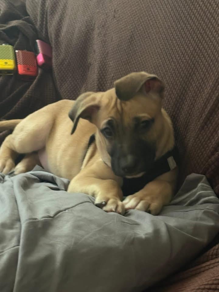 Enlarge Dozer, a Adoptable Black Mouth Cur in Berlin, NJ image 1/3