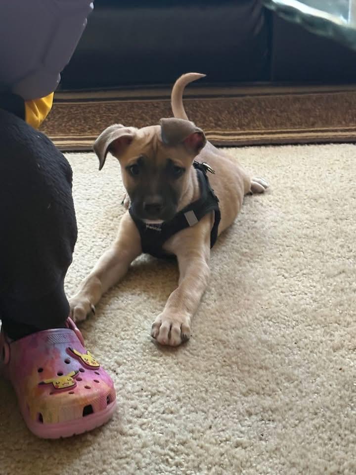 Enlarge Dozer, a Adoptable Black Mouth Cur in Berlin, NJ image 2/3