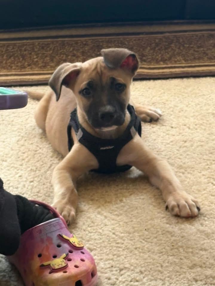 Enlarge Dozer, a Adoptable Black Mouth Cur in Berlin, NJ image 3/3