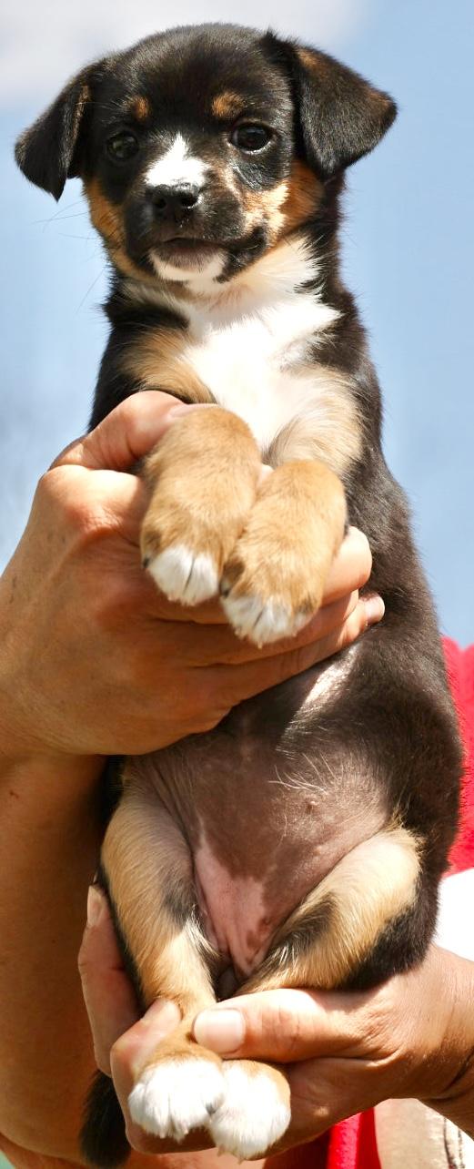 Enlarge 2026Quiche, an adopted mixed breed in Frederick, MD image 5/6