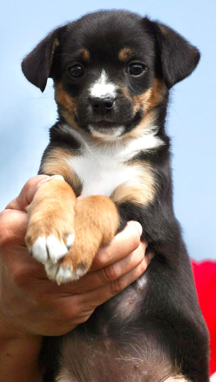 Enlarge 2026Quiche, an adopted mixed breed in Frederick, MD image 3/6