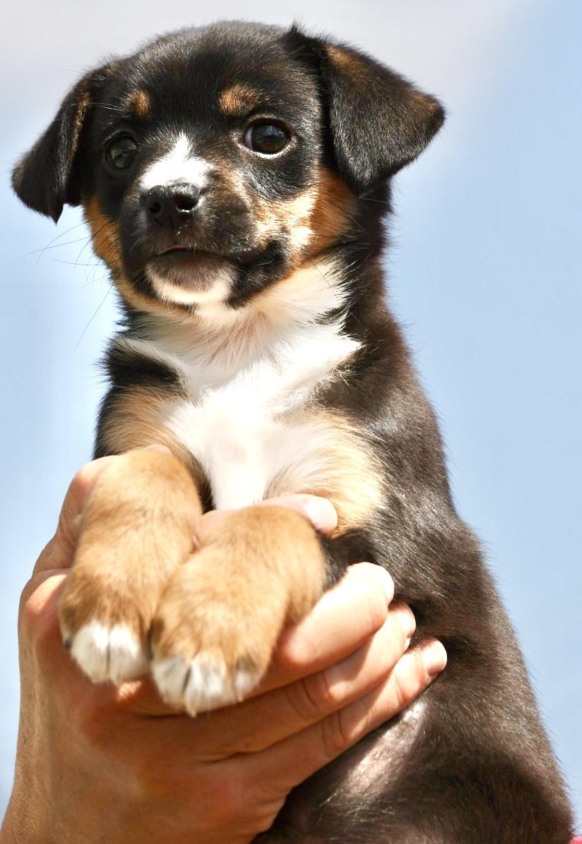 Enlarge 2026Quiche, an adopted mixed breed in Frederick, MD image 2/6