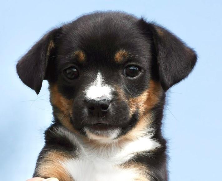 2026Quiche, adopted, Puppy Female Corgi & Beagle.