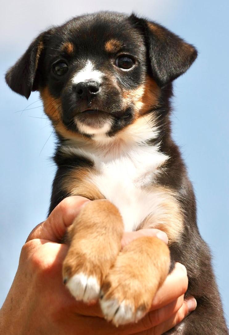 Enlarge 2026Quiche, an adopted mixed breed in Frederick, MD image 4/6