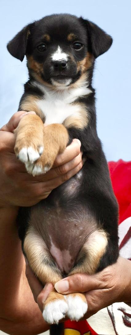 Enlarge 2026Quiche, an adopted mixed breed in Frederick, MD image 6/6
