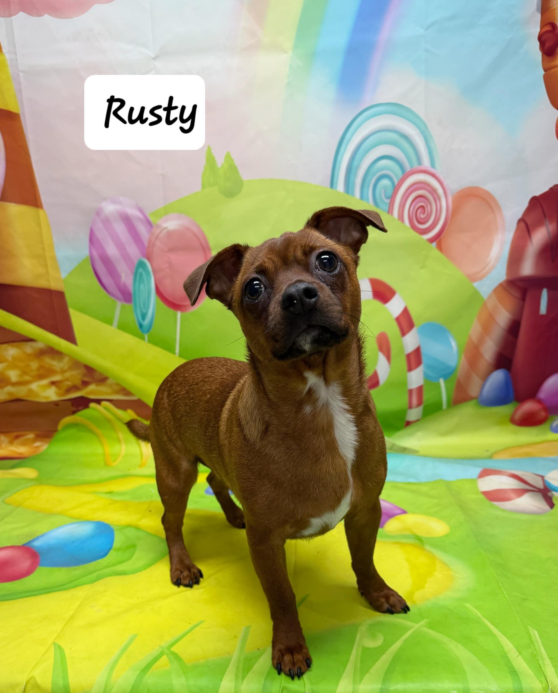 Enlarge Rusty, an adopted mixed breed in Urbana, OH image 1/1