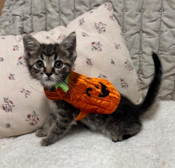 KIT KAT, Adoptable, Kitten Female Tiger.
