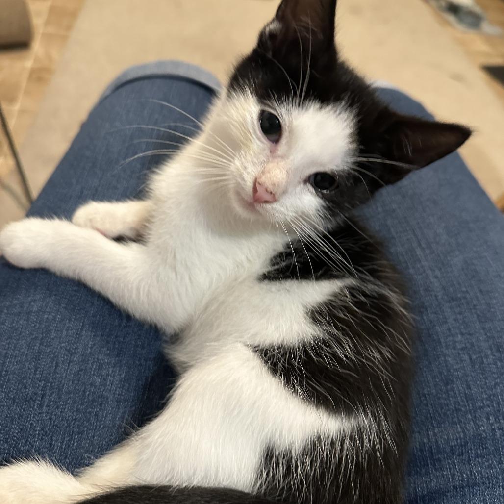 26-268 Leo, Adoptable, Kitten Male Domestic Short Hair.
