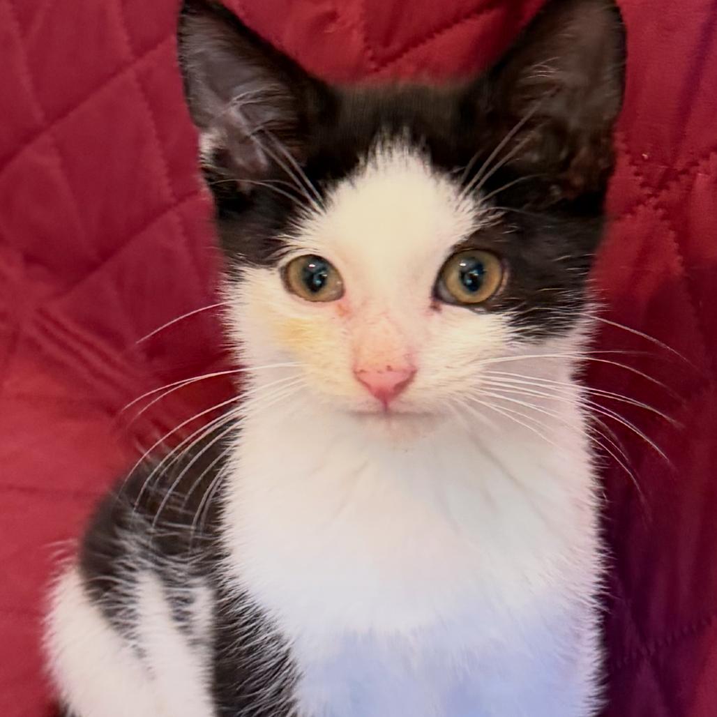 Enlarge 26-268 Leo, a Adoptable Domestic Short Hair in North Branford, CT image 2/2