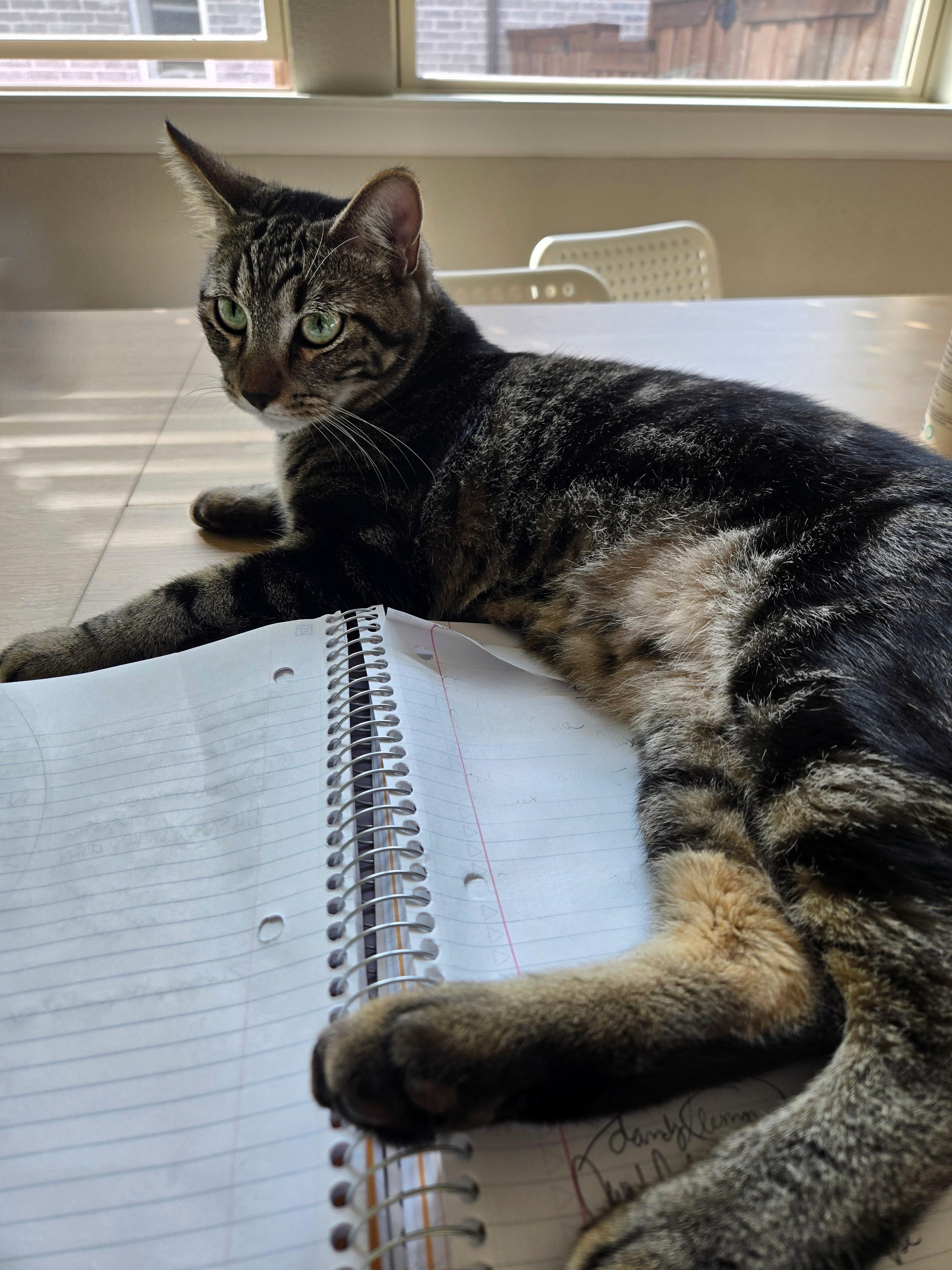 Enlarge Jasper Tabby, a Adopted mixed breed in Parker, TX image 2/4
