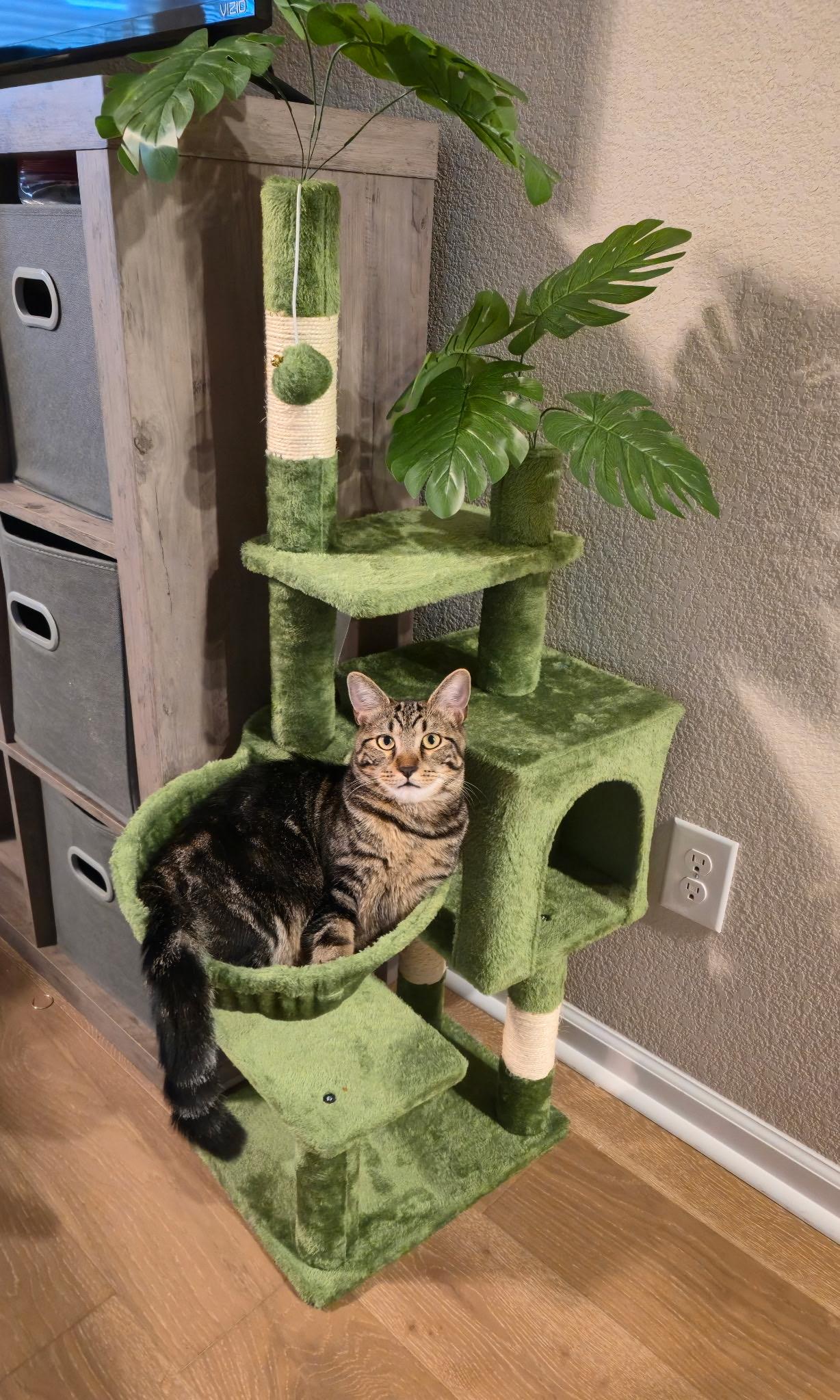 Enlarge Jasper Tabby, a Adopted mixed breed in Parker, TX image 3/4
