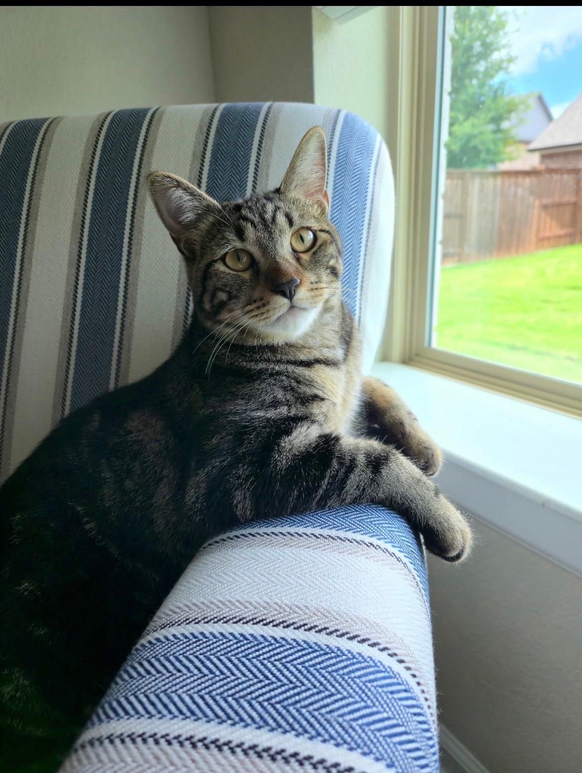 Enlarge Jasper Tabby, a Adopted mixed breed in Parker, TX image 4/4