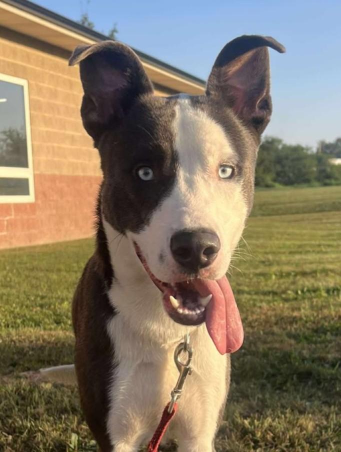 Chet, Adoptable, Young Male Pit Bull Terrier & Husky.