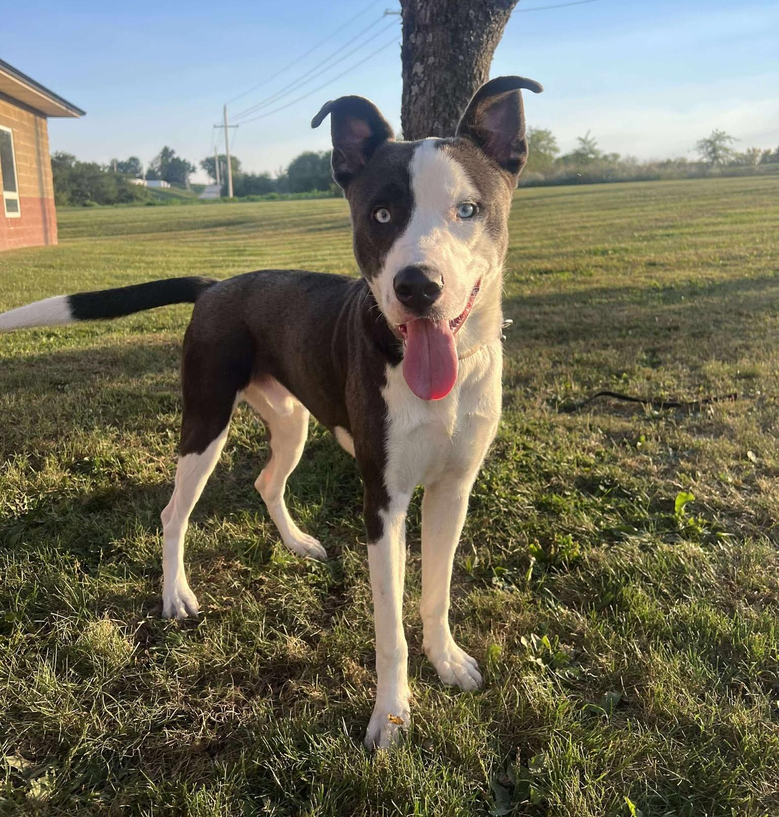 Enlarge Chet, a Adoptable mixed breed in Maryville, MO image 2/5