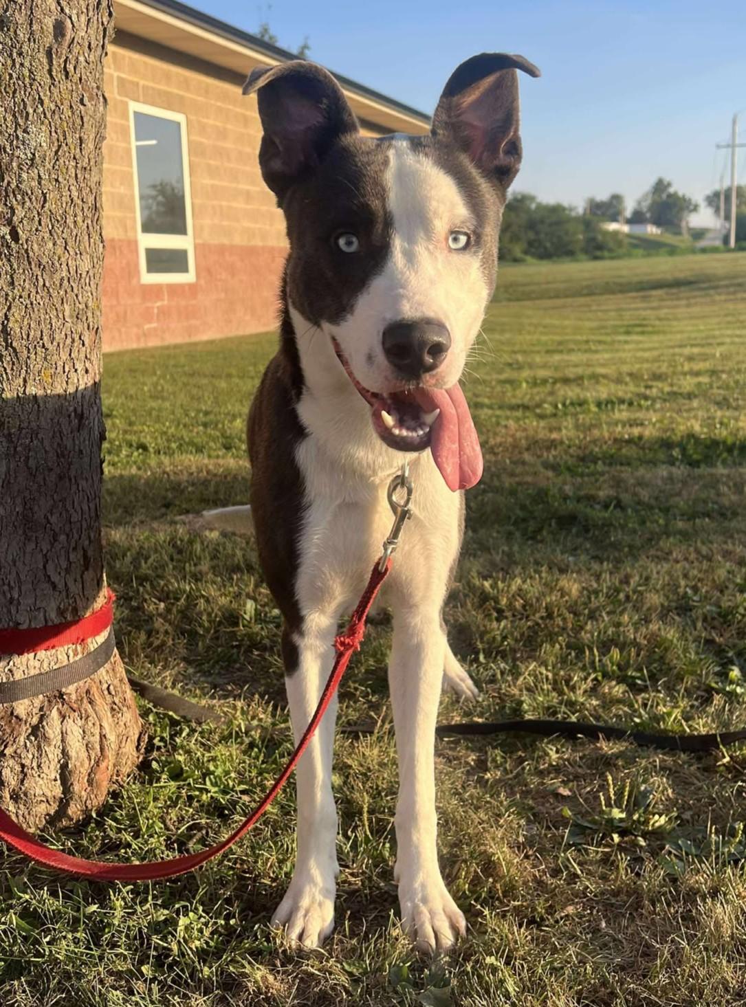 Enlarge Chet, a Adoptable mixed breed in Maryville, MO image 4/5