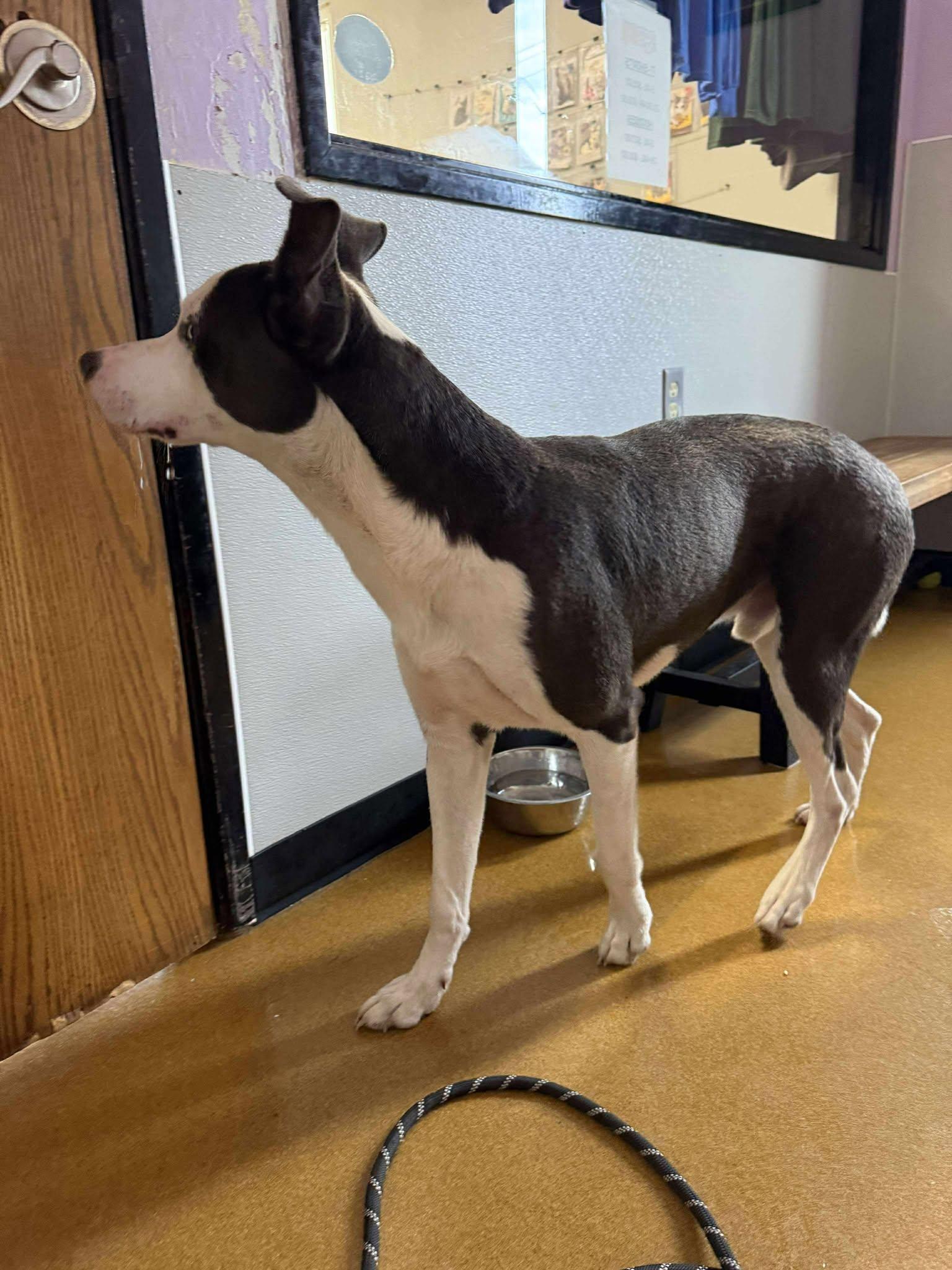 Enlarge Chet, a Adoptable mixed breed in Maryville, MO image 5/5