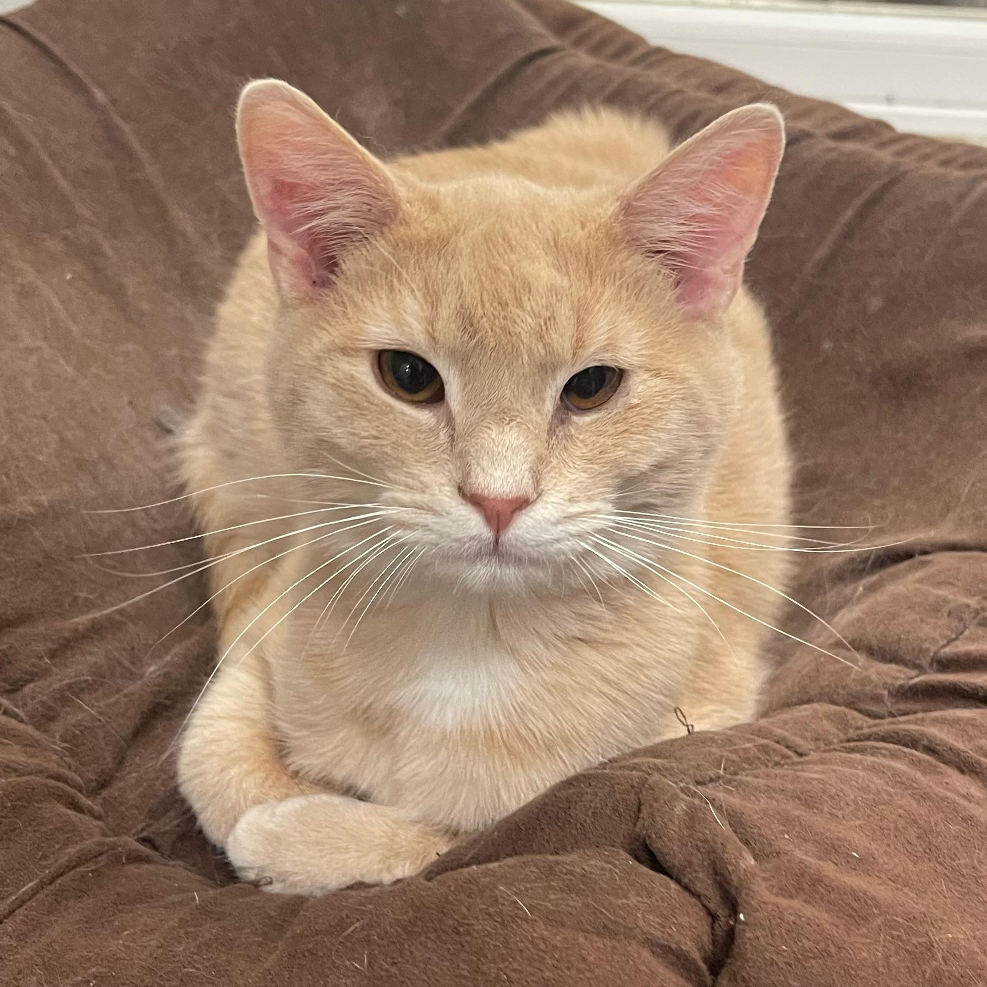 Enlarge Ross, a Adoptable Domestic Short Hair in Indiana, PA image 2/4