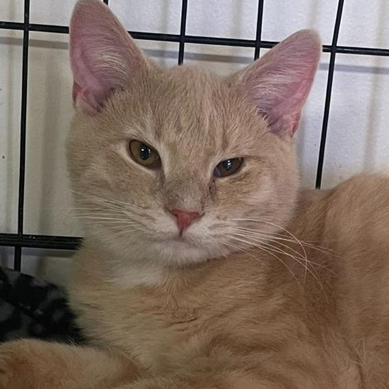 Enlarge Ross, a Adoptable Domestic Short Hair in Indiana, PA image 3/4