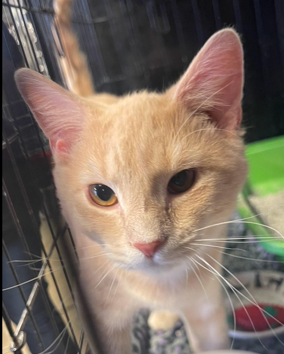 Enlarge Ross, a Adoptable Domestic Short Hair in Indiana, PA image 4/4