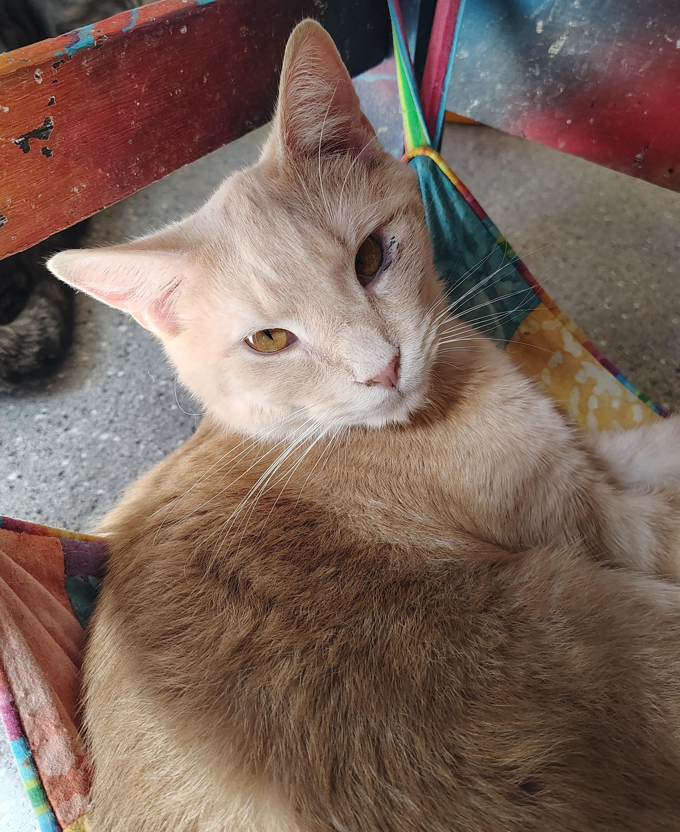Ross, Adoptable, Young Male Domestic Short Hair.
