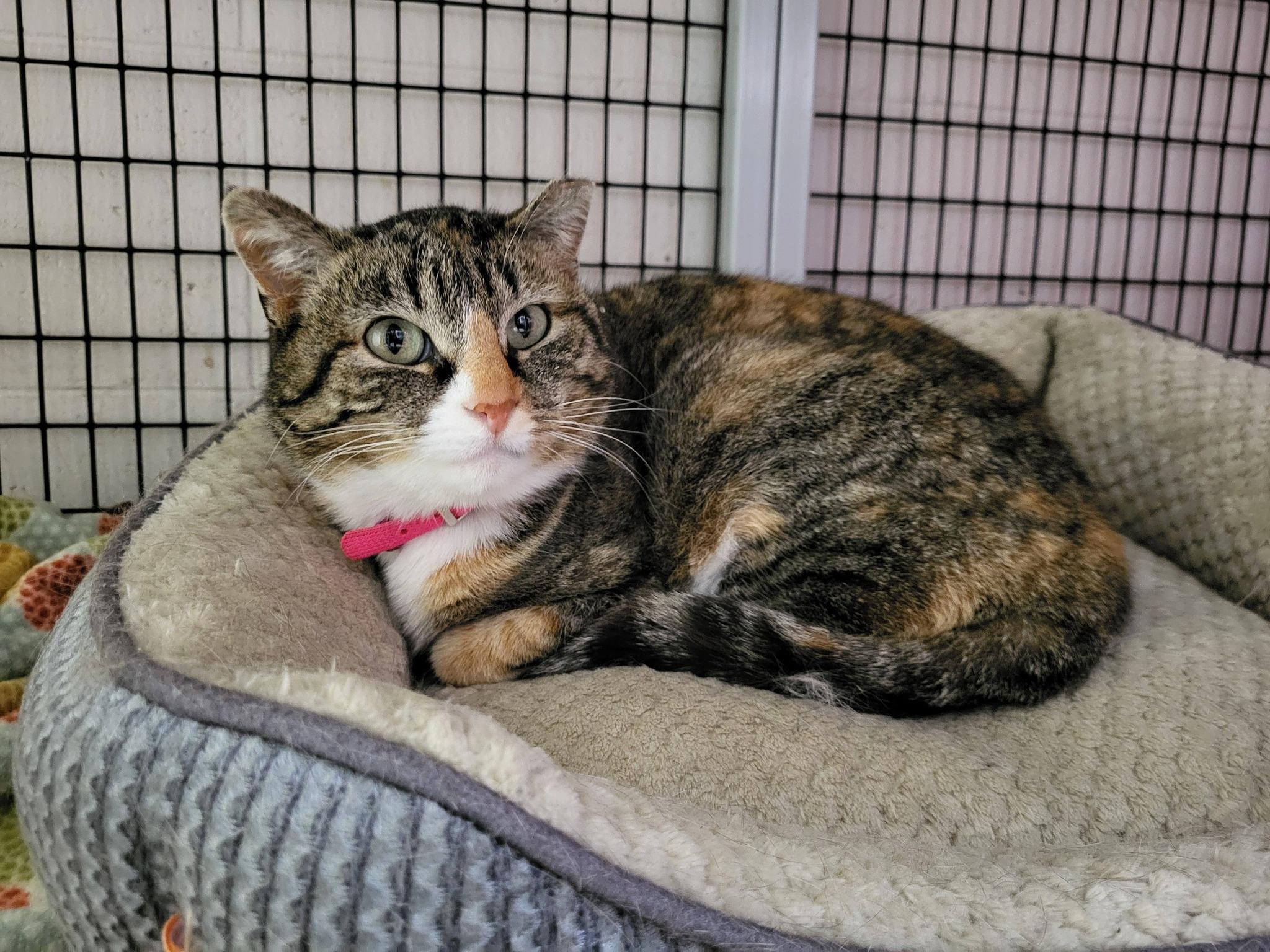 Enlarge Snickers, a ADOPTABLE Domestic Short Hair in Chilton, WI image 4/5