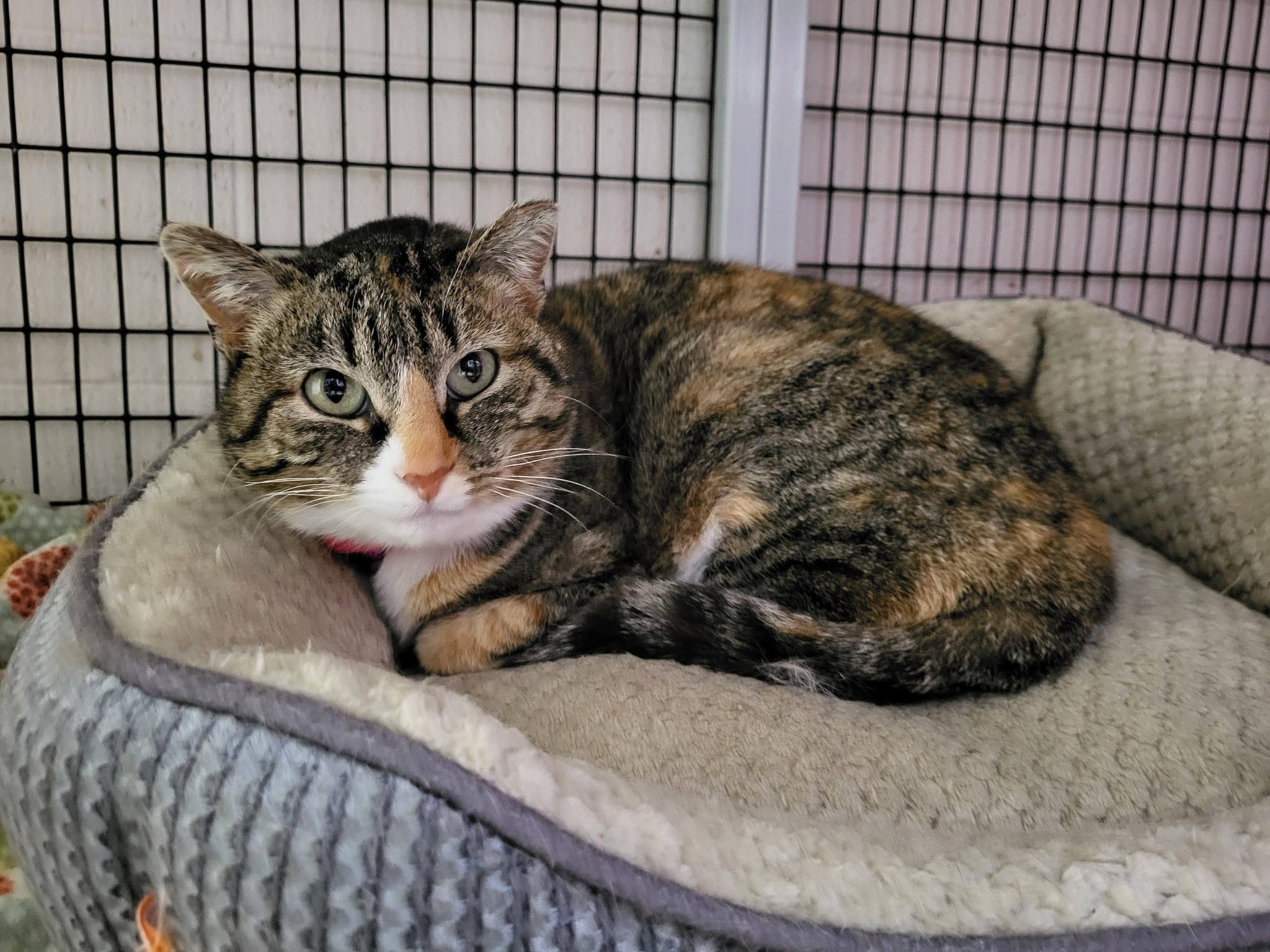 Enlarge Snickers, a ADOPTABLE Domestic Short Hair in Chilton, WI image 5/5