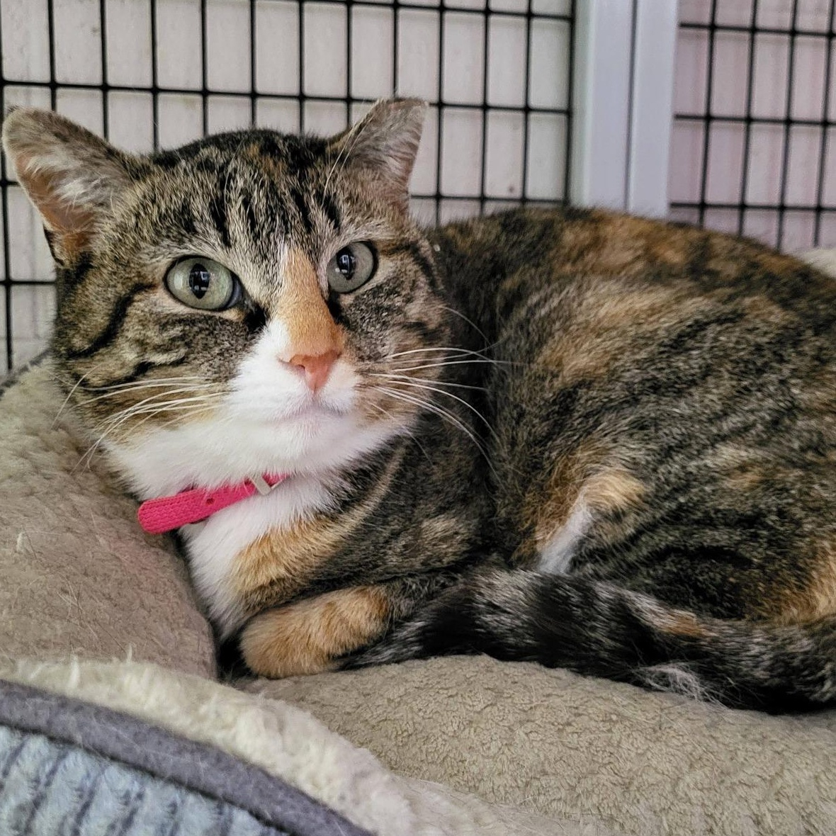 Snickers, ADOPTABLE, Senior Female Domestic Short Hair.