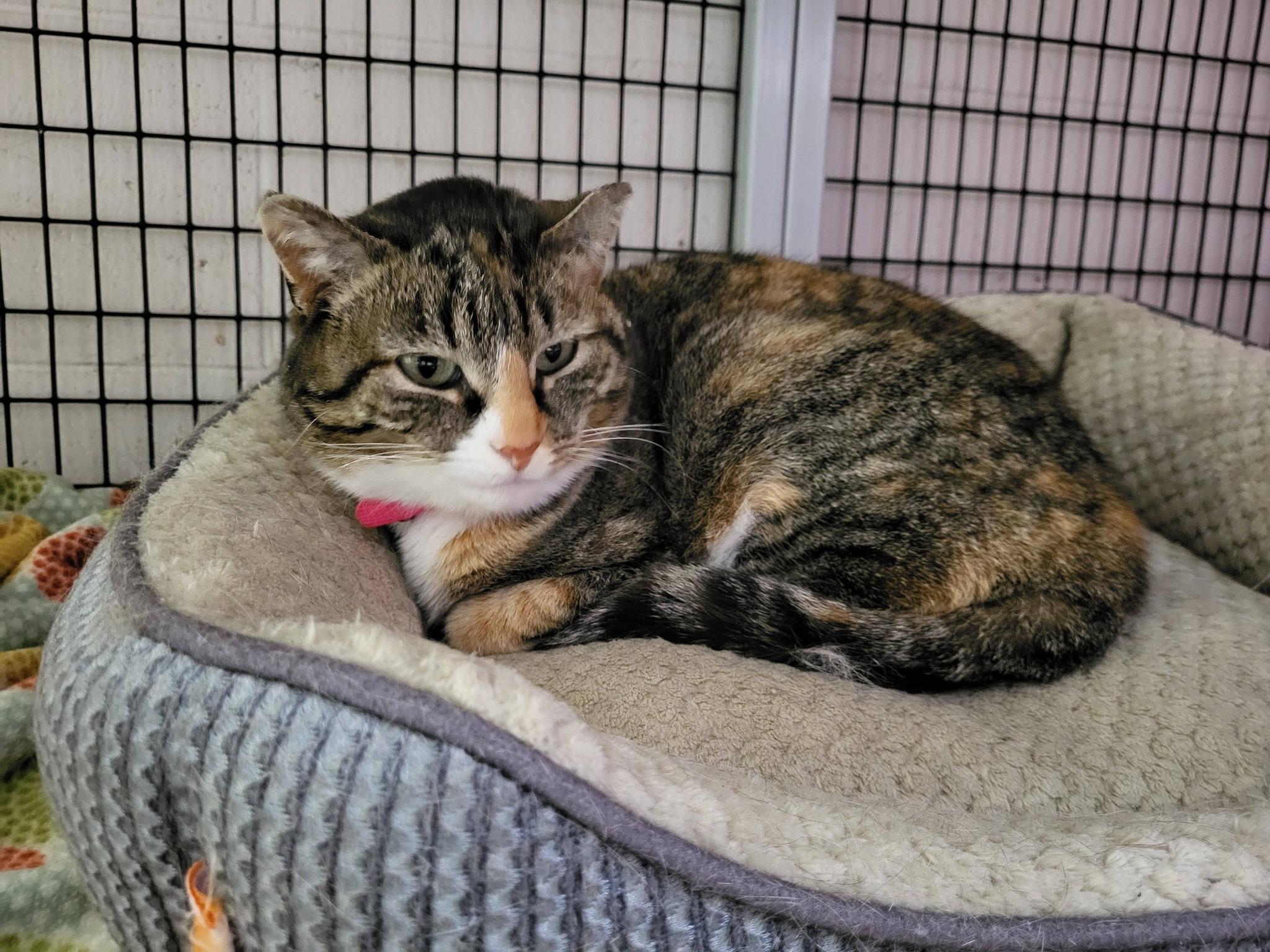 Enlarge Snickers, a ADOPTABLE Domestic Short Hair in Chilton, WI image 3/5