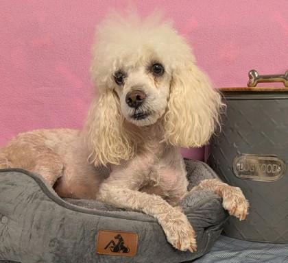 Enlarge Nola, a Adoptable mixed breed in Houston, TX image 2/3
