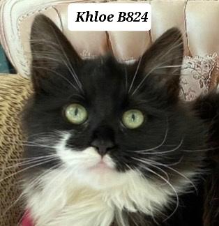 Khloe, adopted, Kitten Female Domestic Long Hair.
