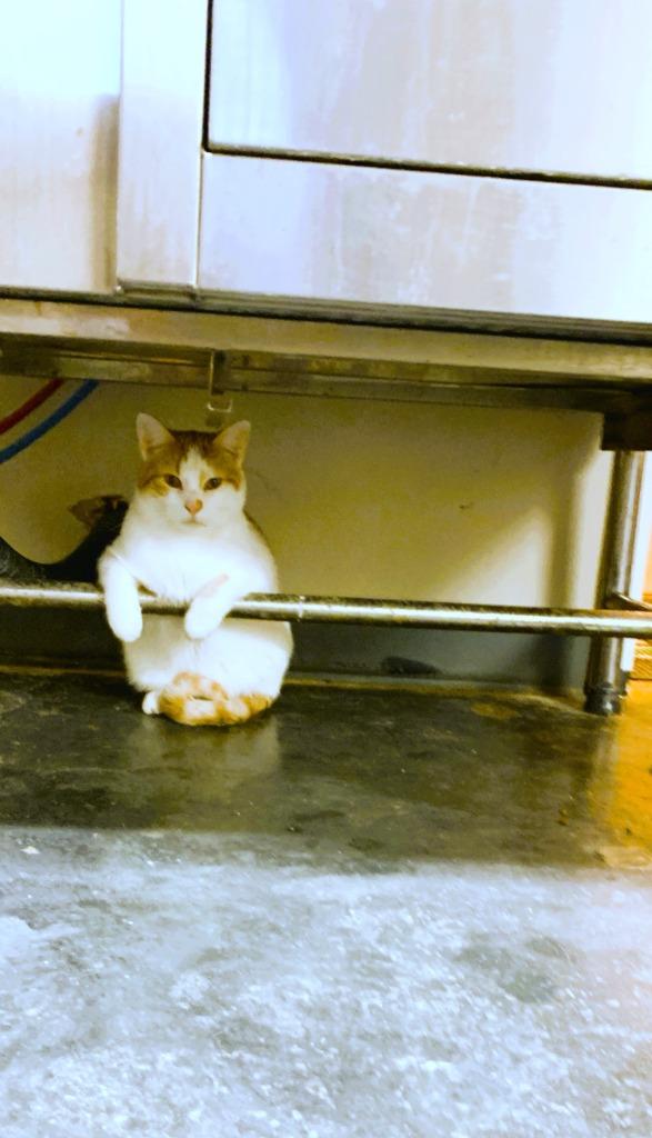 Enlarge Strudel, a Adoptable mixed breed in Algona, IA image 1/6