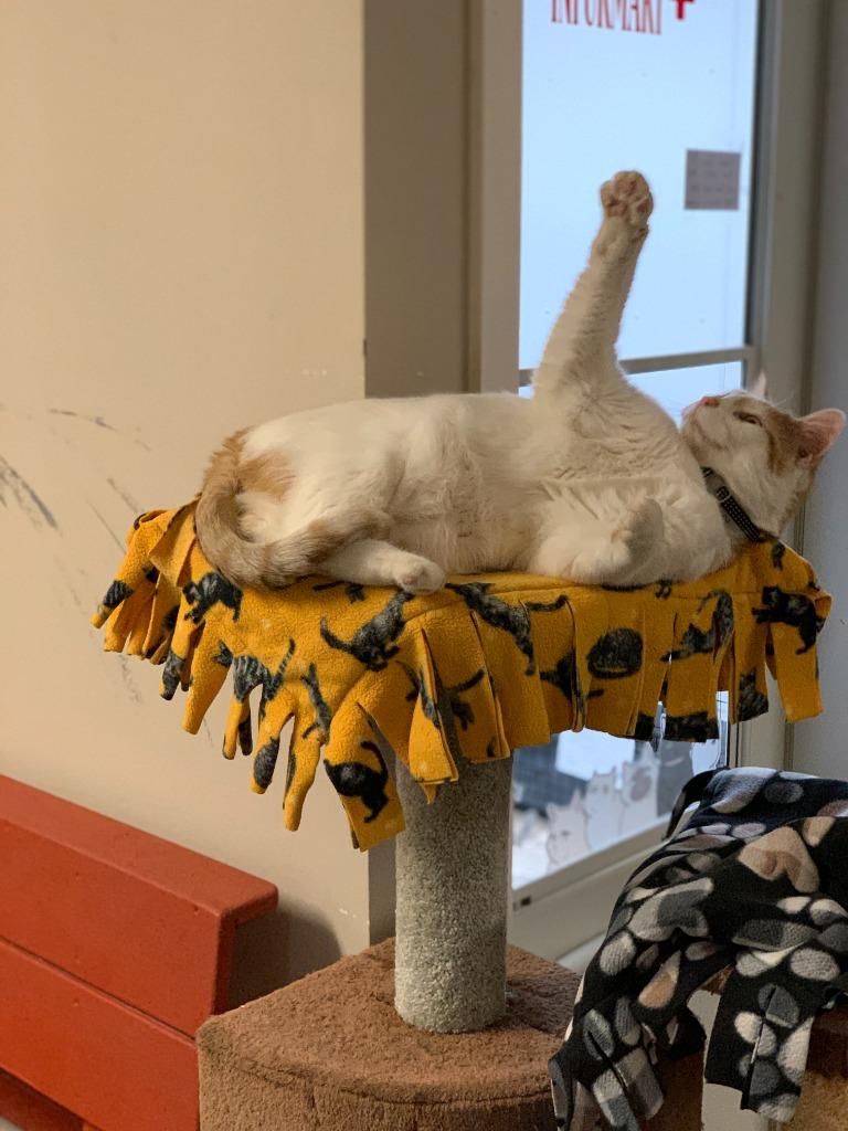 Strudel, Adoptable, Adult Male Domestic Short Hair.