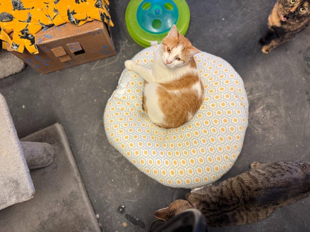 Enlarge Strudel, a Adoptable mixed breed in Algona, IA image 5/6