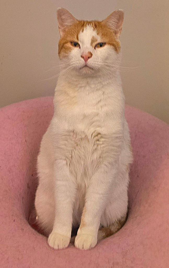 Enlarge Strudel, a Adoptable mixed breed in Algona, IA image 5/6