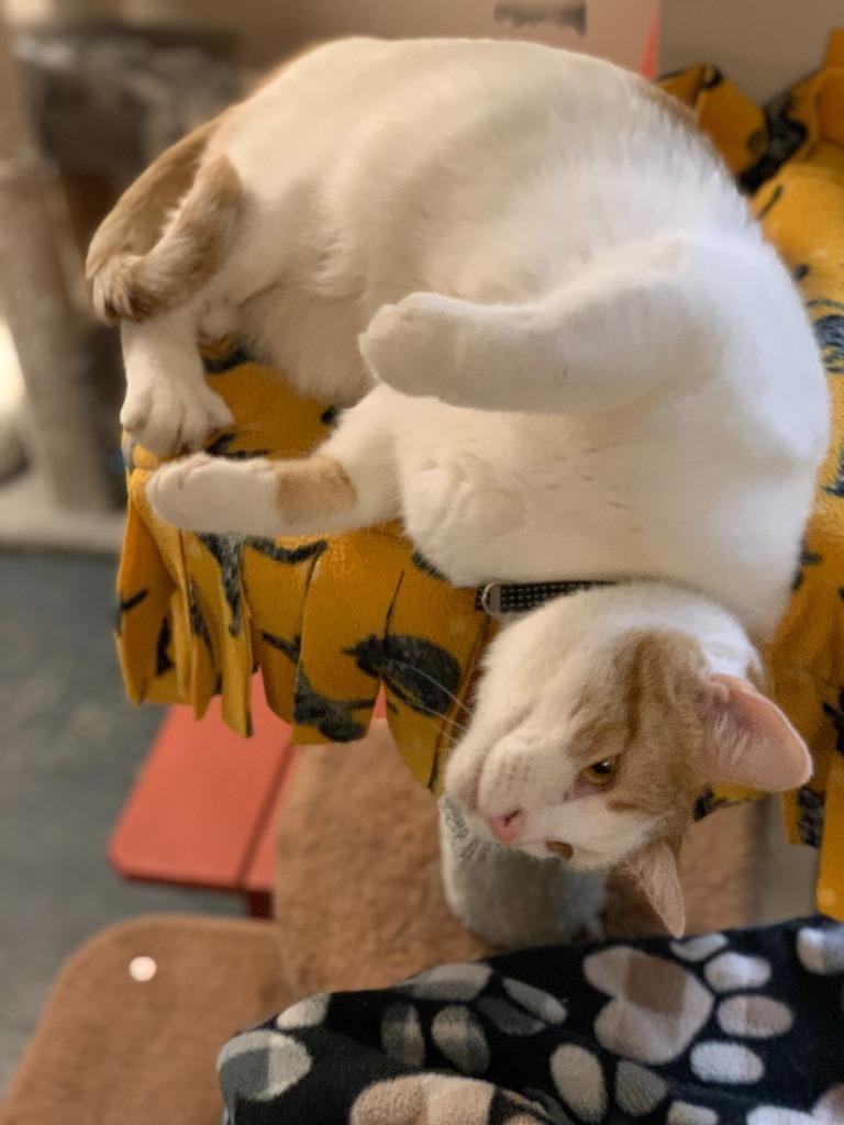 Enlarge Strudel, a Adoptable mixed breed in Algona, IA image 6/6