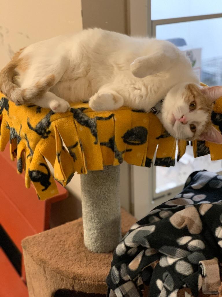 Enlarge Strudel, a Adoptable mixed breed in Algona, IA image 6/6