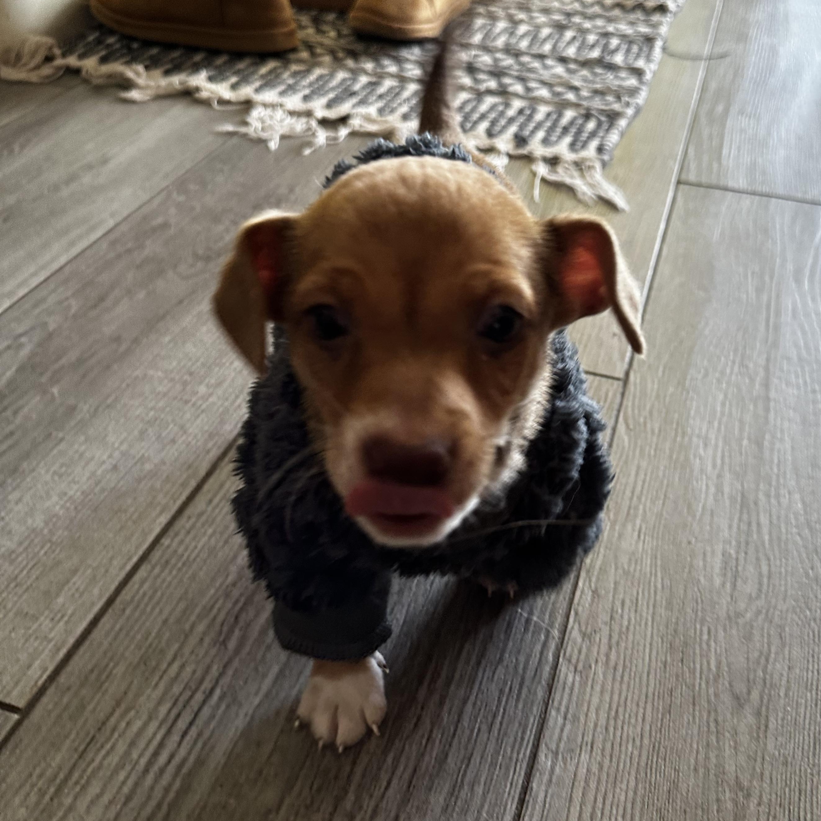 Enlarge Sesame, an adopted mixed breed in Hollister, CA image 3/4