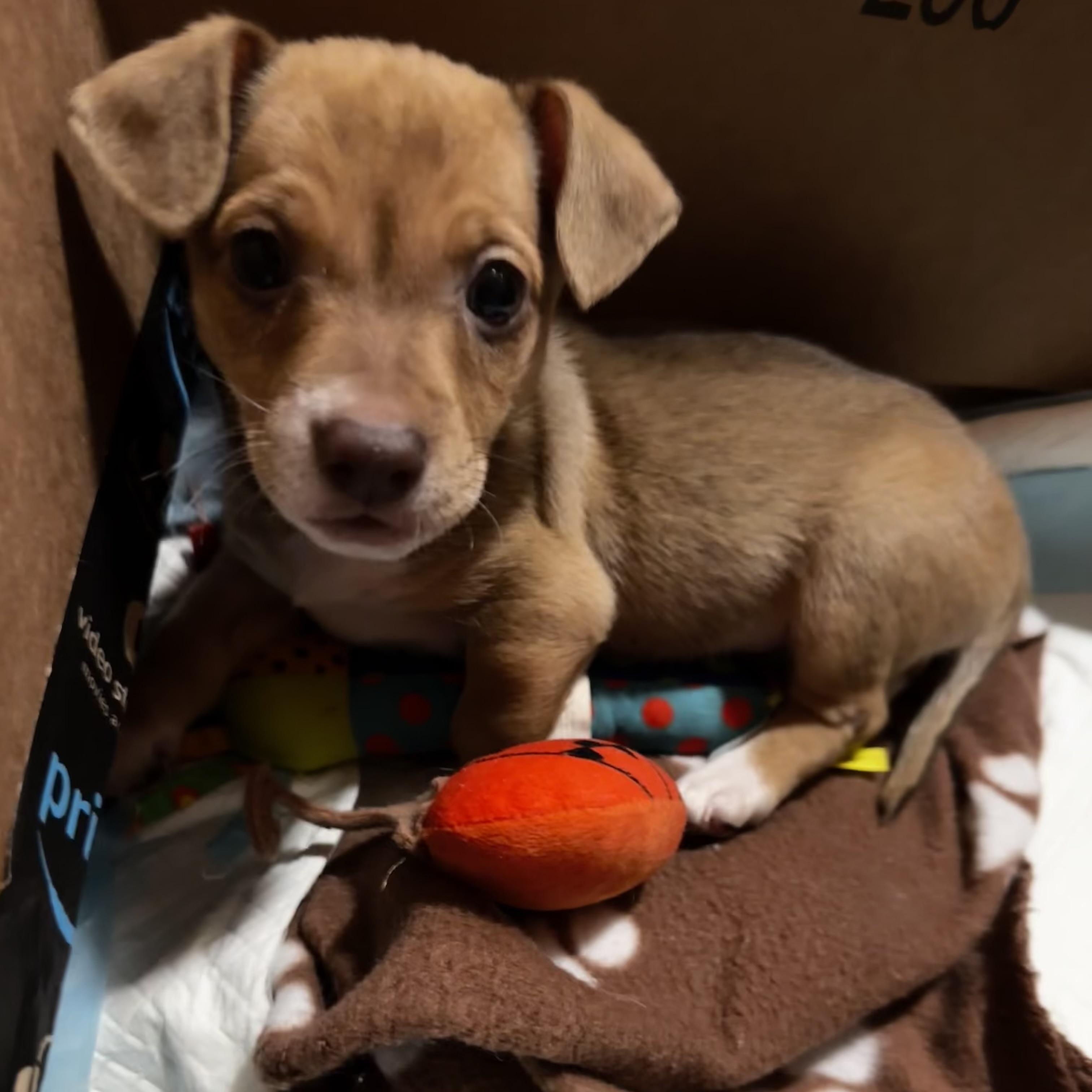 Enlarge Sesame, an adopted mixed breed in Hollister, CA image 4/4