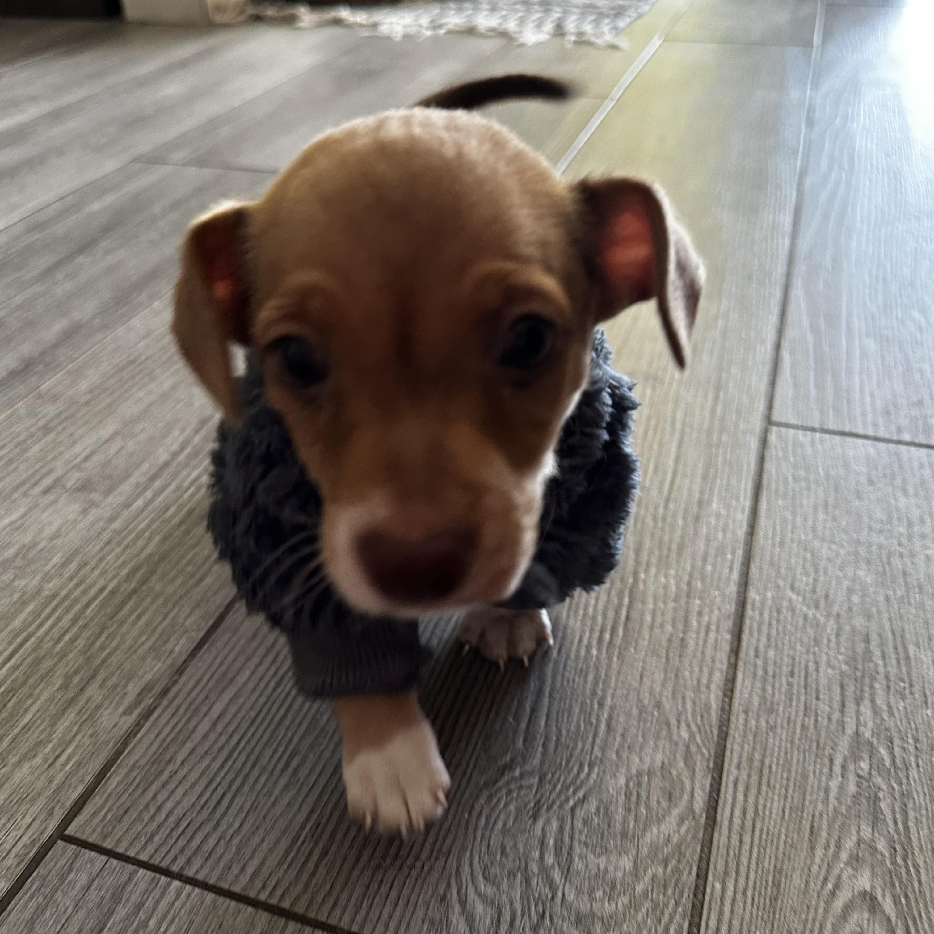 Enlarge Sesame, an adopted mixed breed in Hollister, CA image 2/4