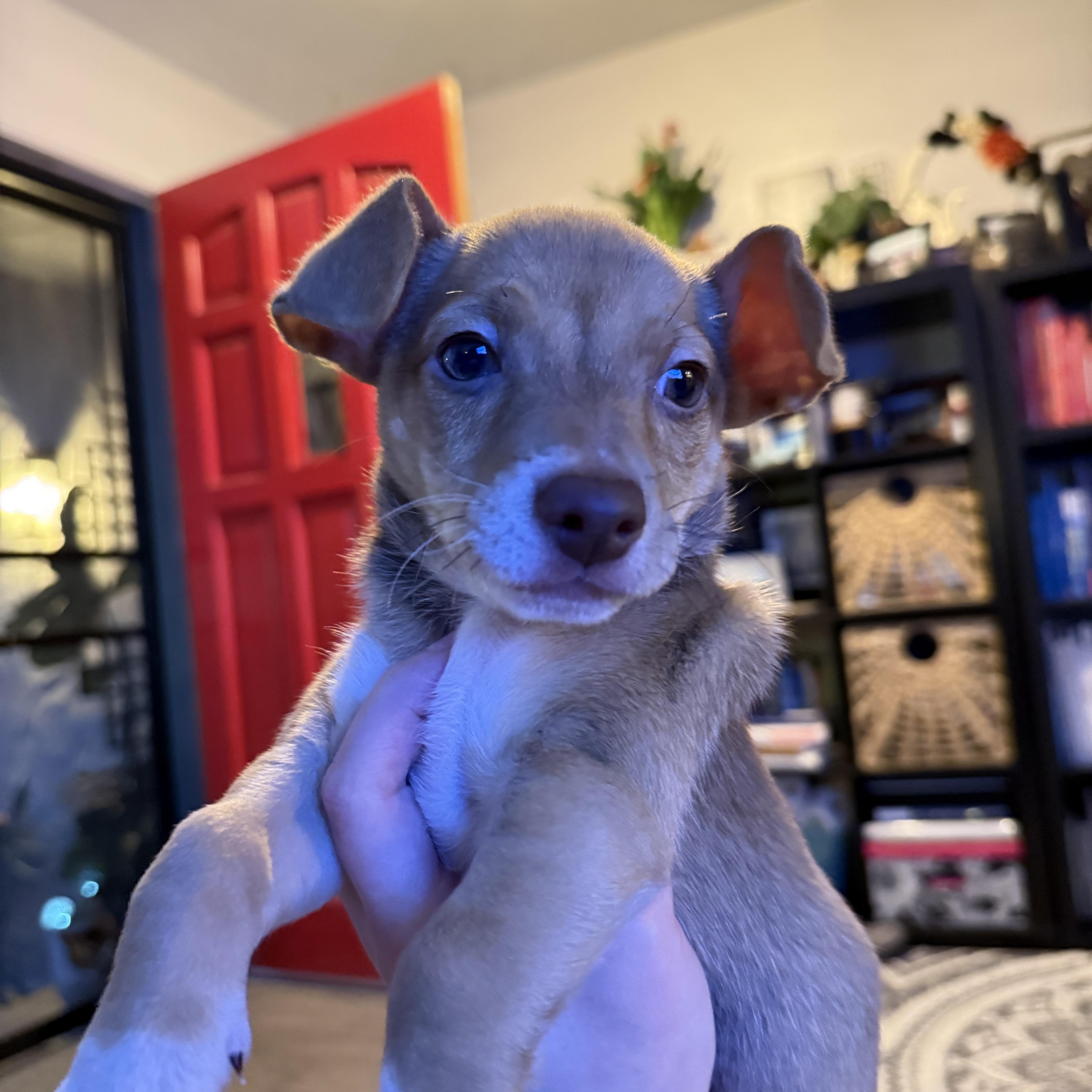 Enlarge Sesame, an adopted mixed breed in Hollister, CA image 1/4