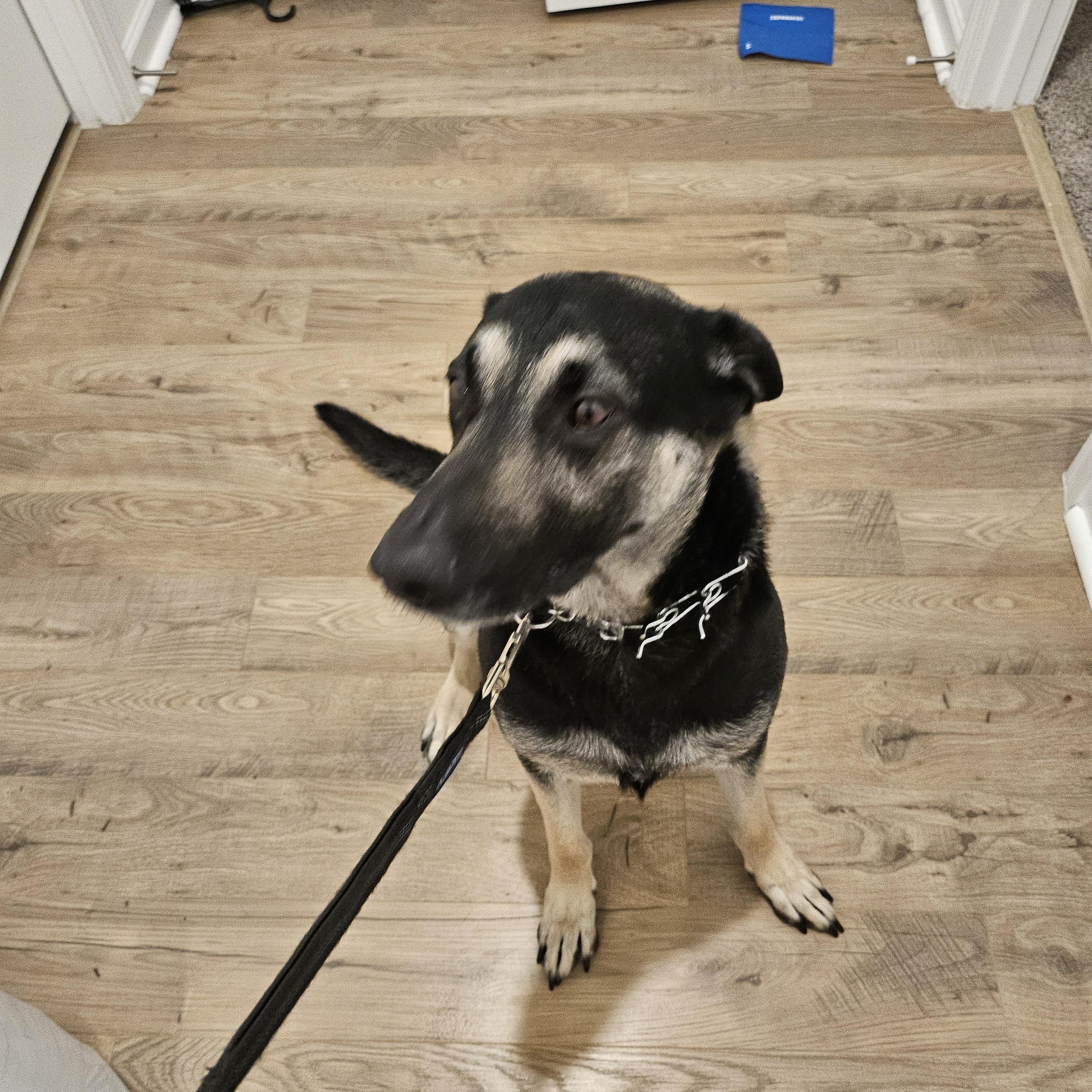 Smokey, an adopted German Shepherd Dog in Roswell, GA image 2/3
