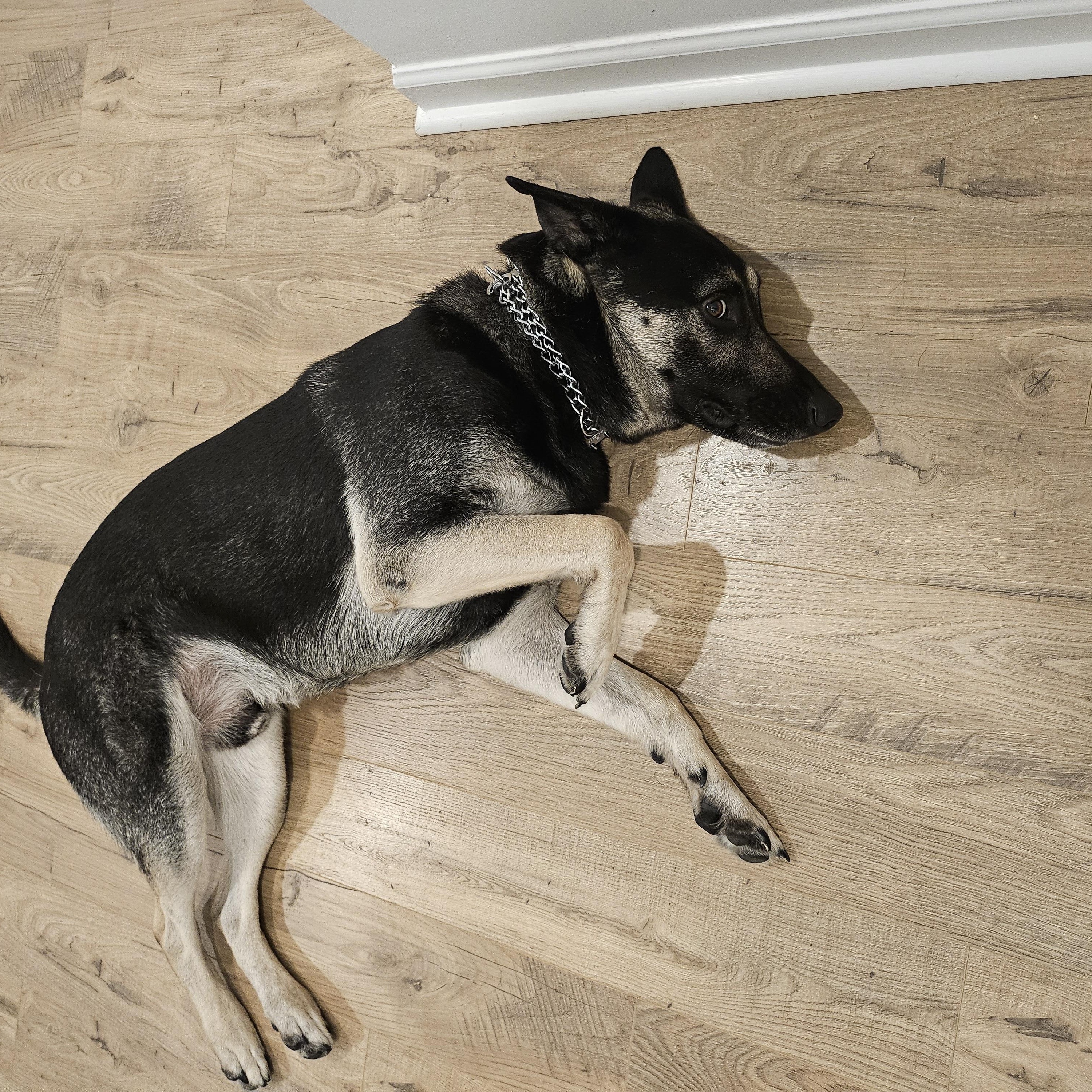Smokey, adopted, Adult Male German Shepherd Dog.