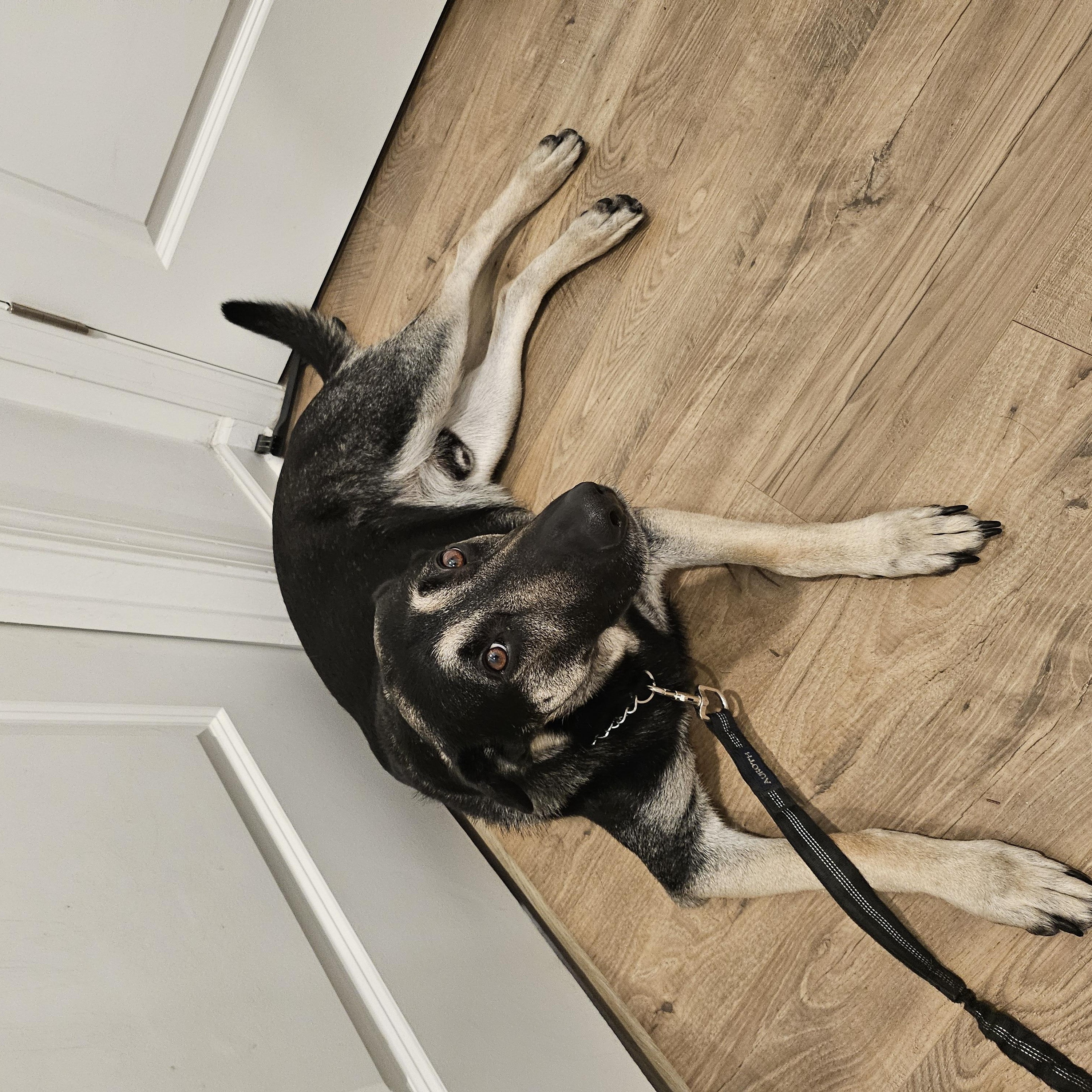 Smokey, an adopted German Shepherd Dog in Roswell, GA image 3/3